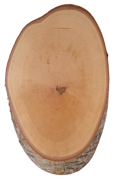 Birch Trophy Base for Red Deer