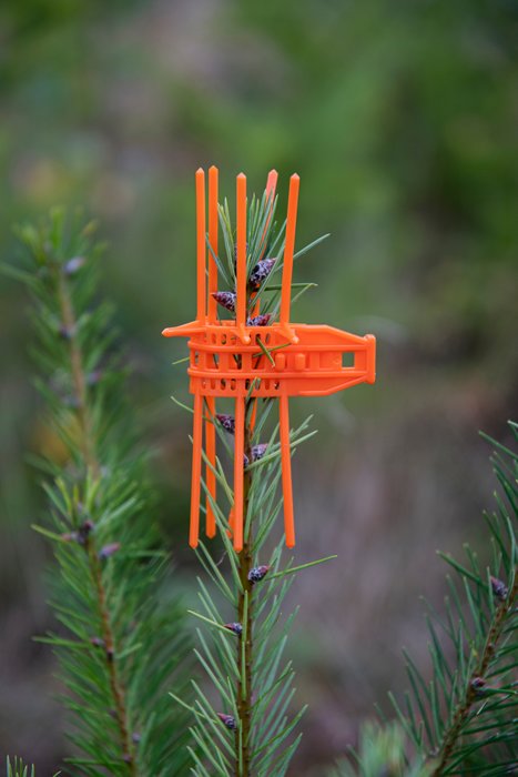 Signumat Cactus Anti-Browsing Cuff