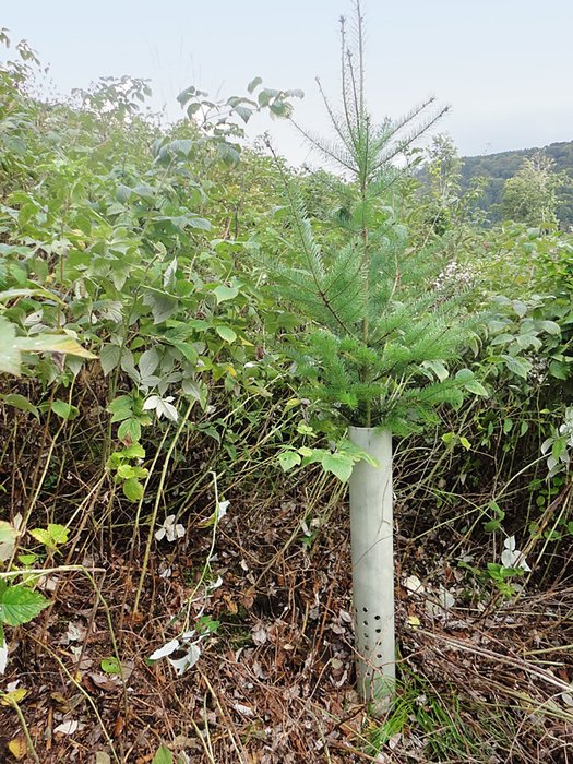TUBEX VENTEX Tree Shelters