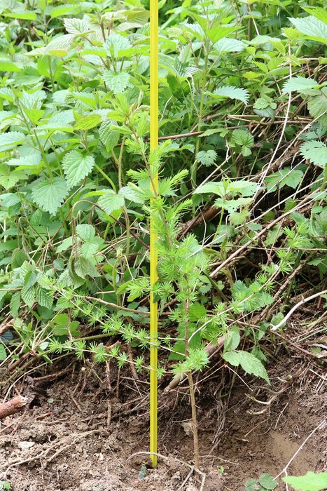 Fibre Glass Plant and Marker Pole