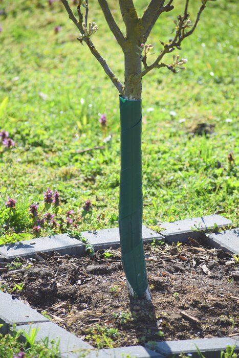 Rainbow Game and Antler Rubbing Spiral Tree Guard