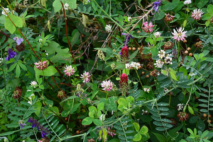 Kiepenkerl Leguminous Seed Mixture