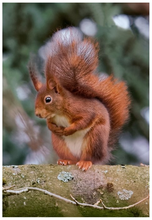 Card with a Squirrel Motif