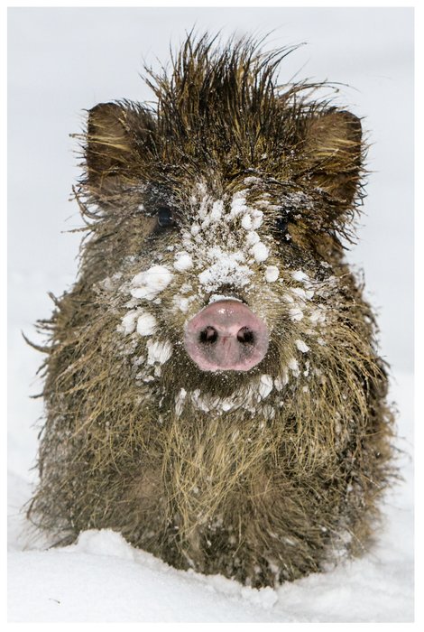 Wild Boar Fridge Magnet