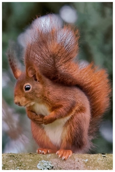 Squirrel Fridge Magnet