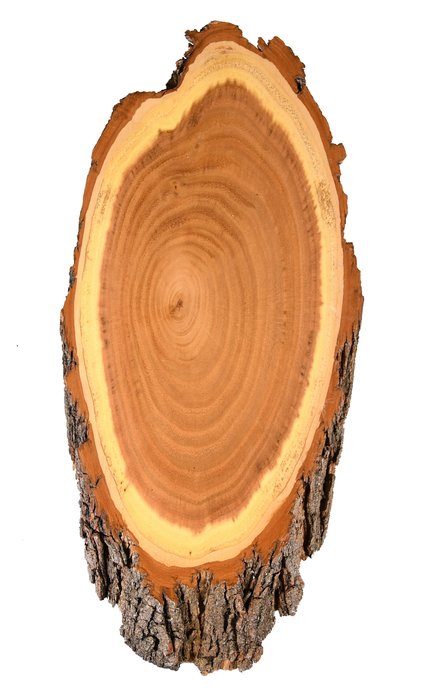 Roe deer acacia trophy shield
