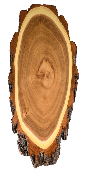 Acacia red deer trophy shield