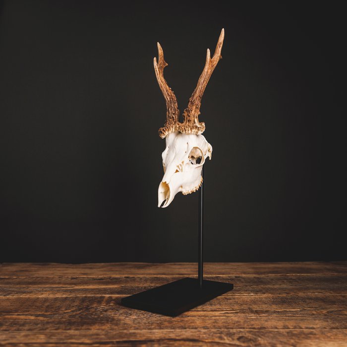 Waidmetall Trophy Stand for Roe Deer