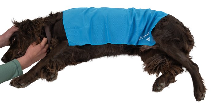 Monkeys Theatre Dog's Cooling Towel
