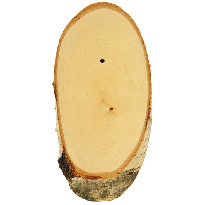 Roe Buck Antler Base, Birch