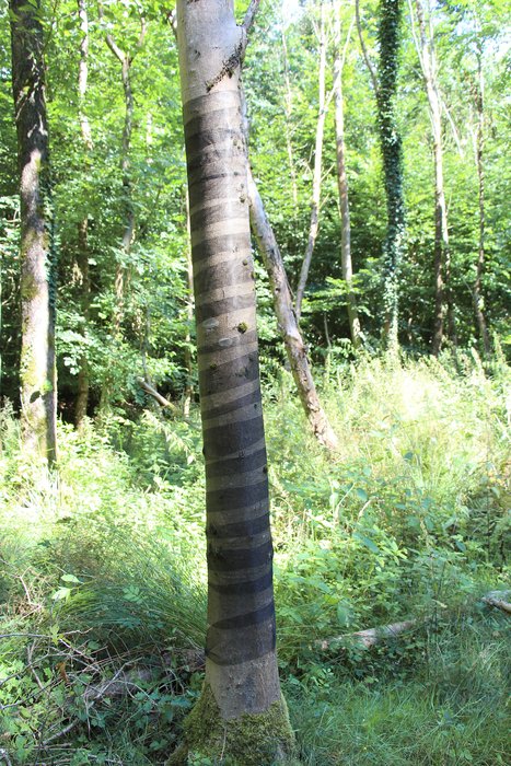 Bark Protection Net