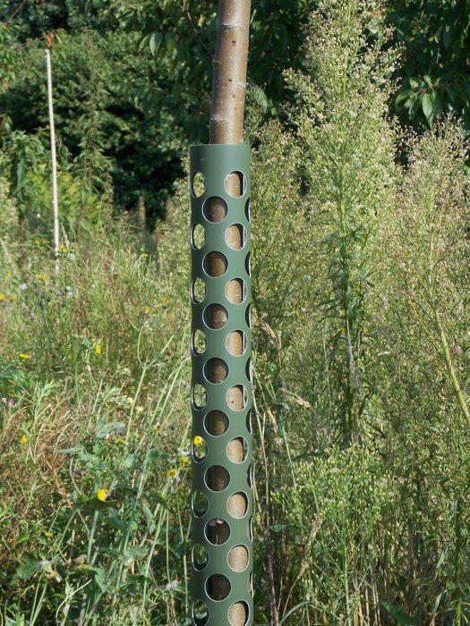Anti-Knabb Tree Guard