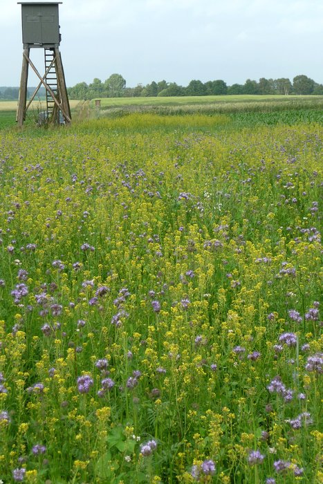 WSM 1 Game Conservation Seed Mix