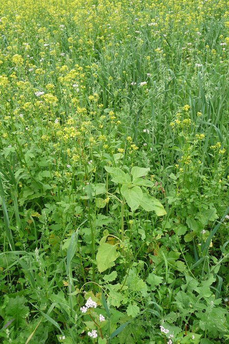Wild Meadow Seed Mix for Light Soils