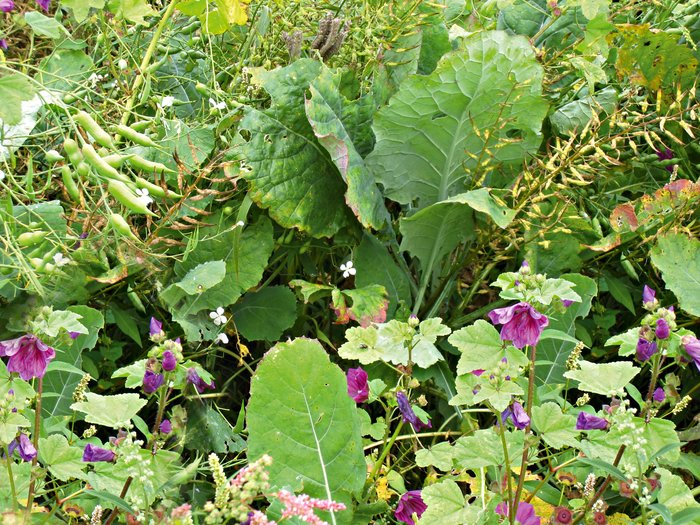 Wild Meadow Seed Mix for Heavy Soils