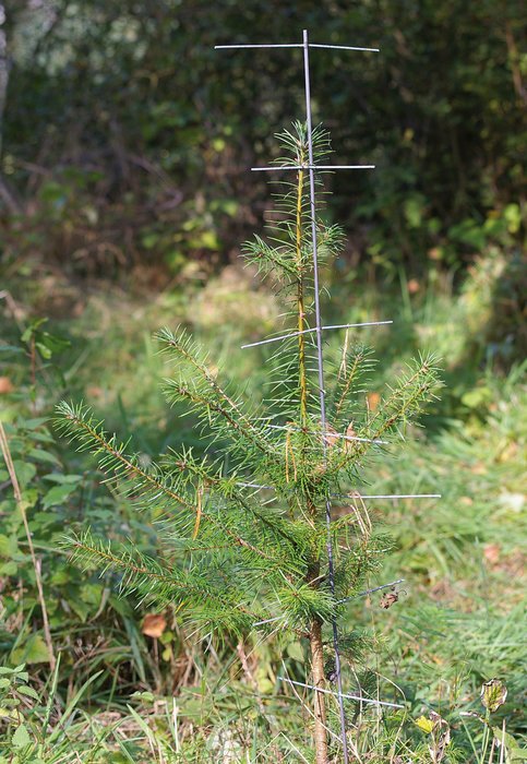 Tree Protection Spikes