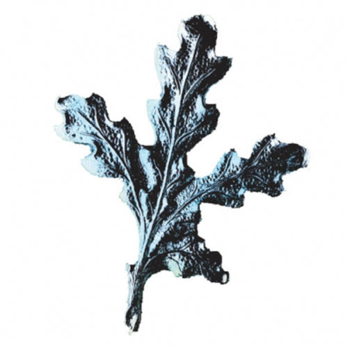 Sudraba krāsas ozola lapas