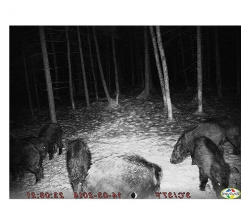 Kamera BolyMedia BG636 4G Trail ar GPS