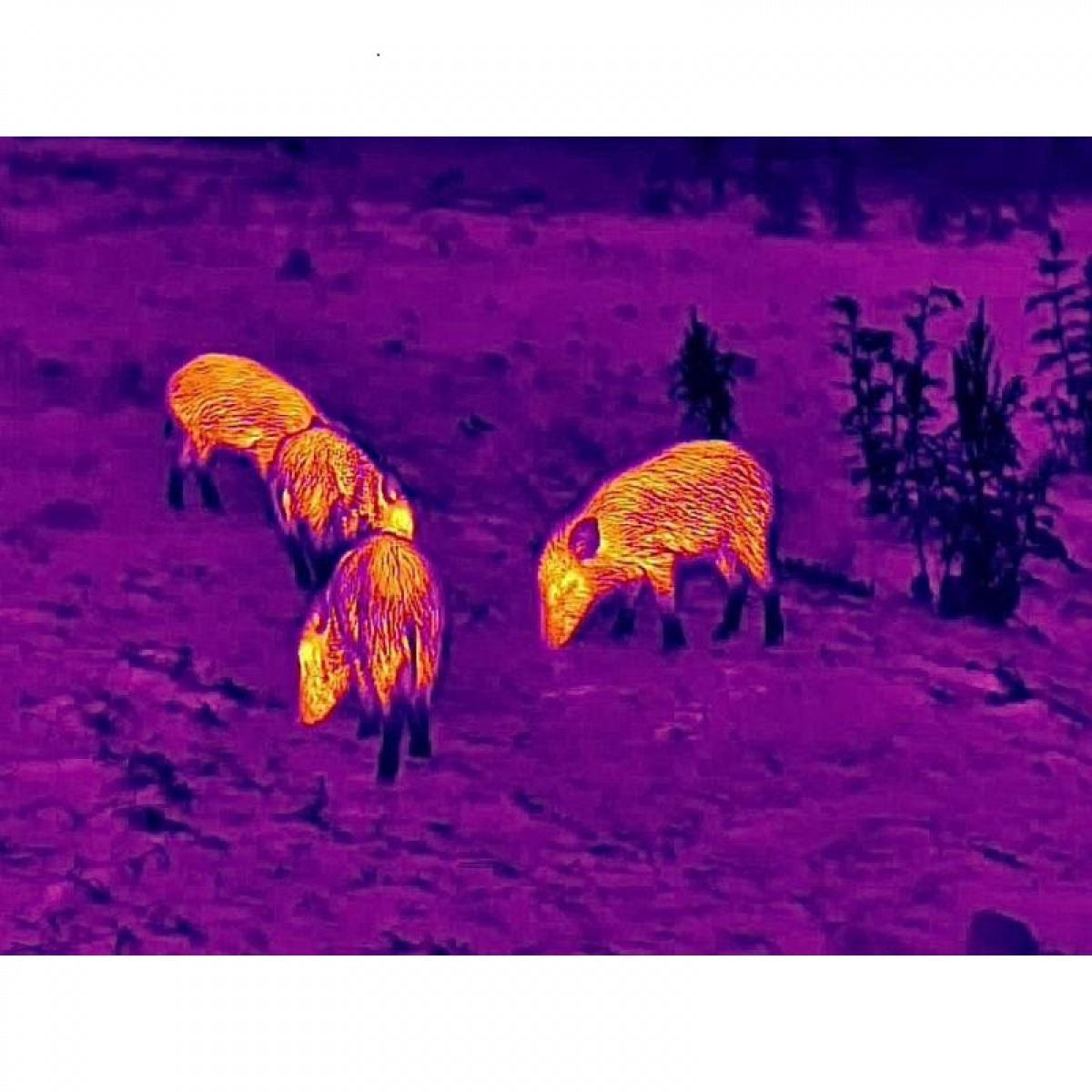 Termālais monokulārs STEINER Nighthunter H35