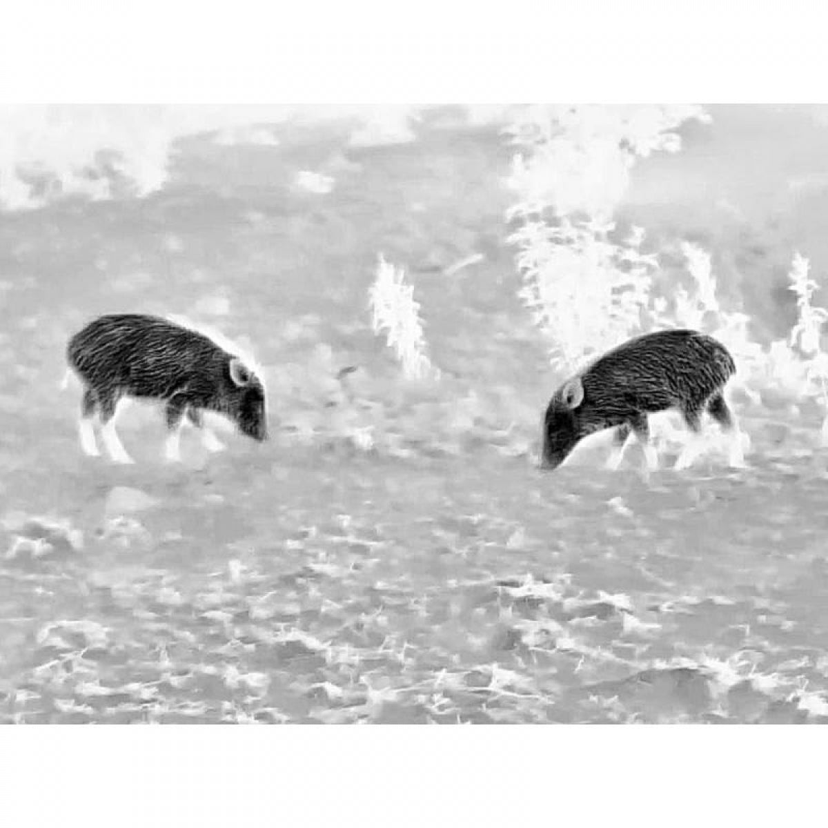 Termālais monokulārs STEINER Nighthunter H35