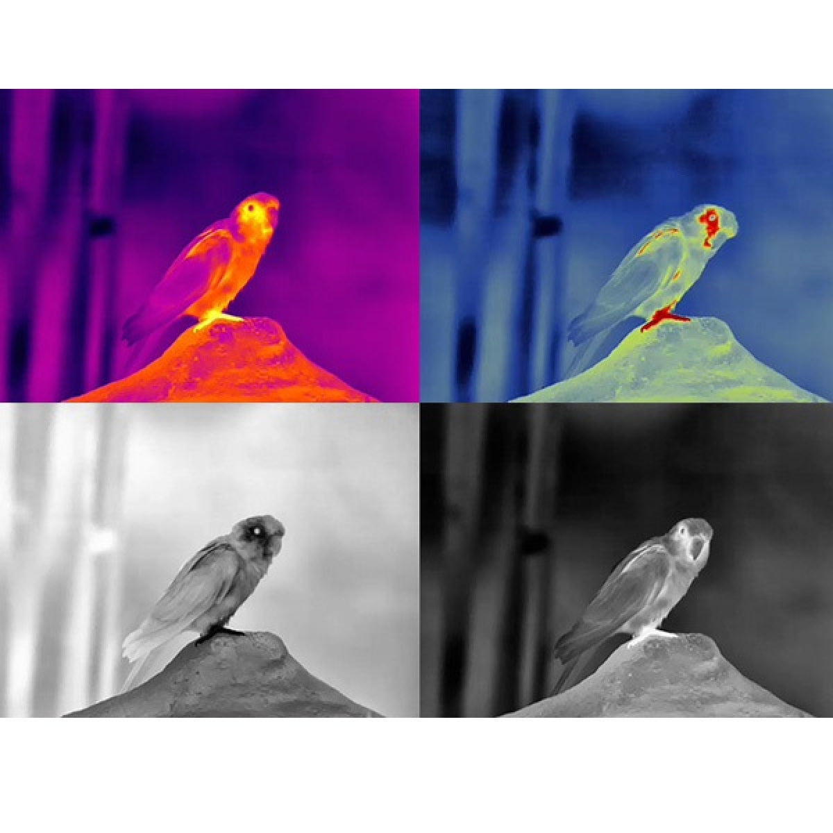 Termālais binoklis Guide TN450