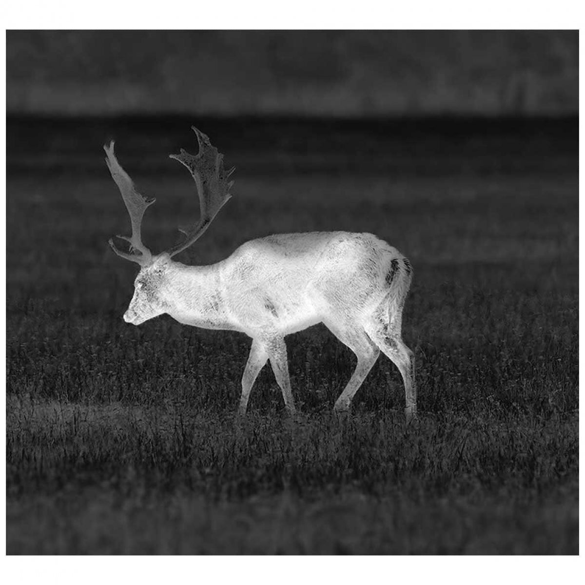 Termālais monokulārs Pulsar Helion 2 XP50 Pro 77431