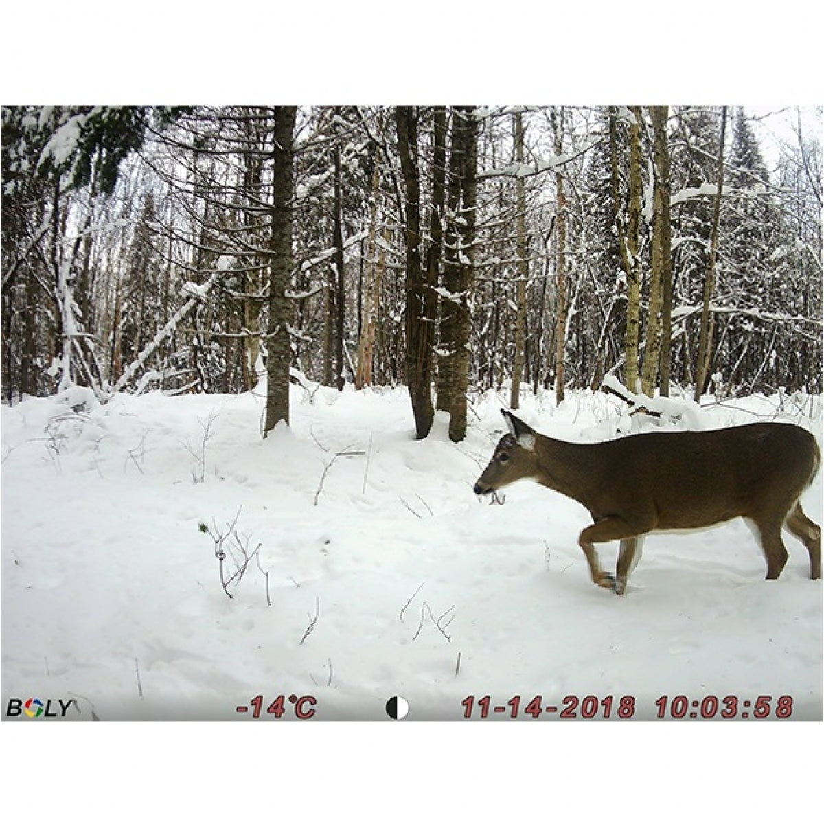 Kamera BolyMedia BG636 4G Trail ar GPS